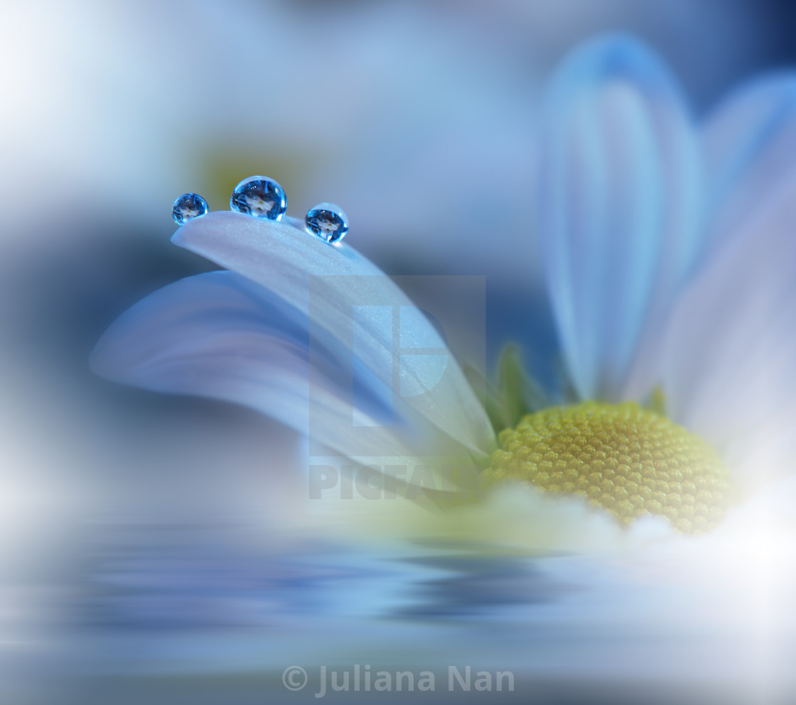 "Beautiful flowers reflected in the water, spa concept." stock image