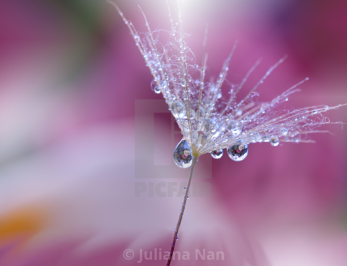 "Dandelion with Waterdrop on Purple Colorful Background..." stock image