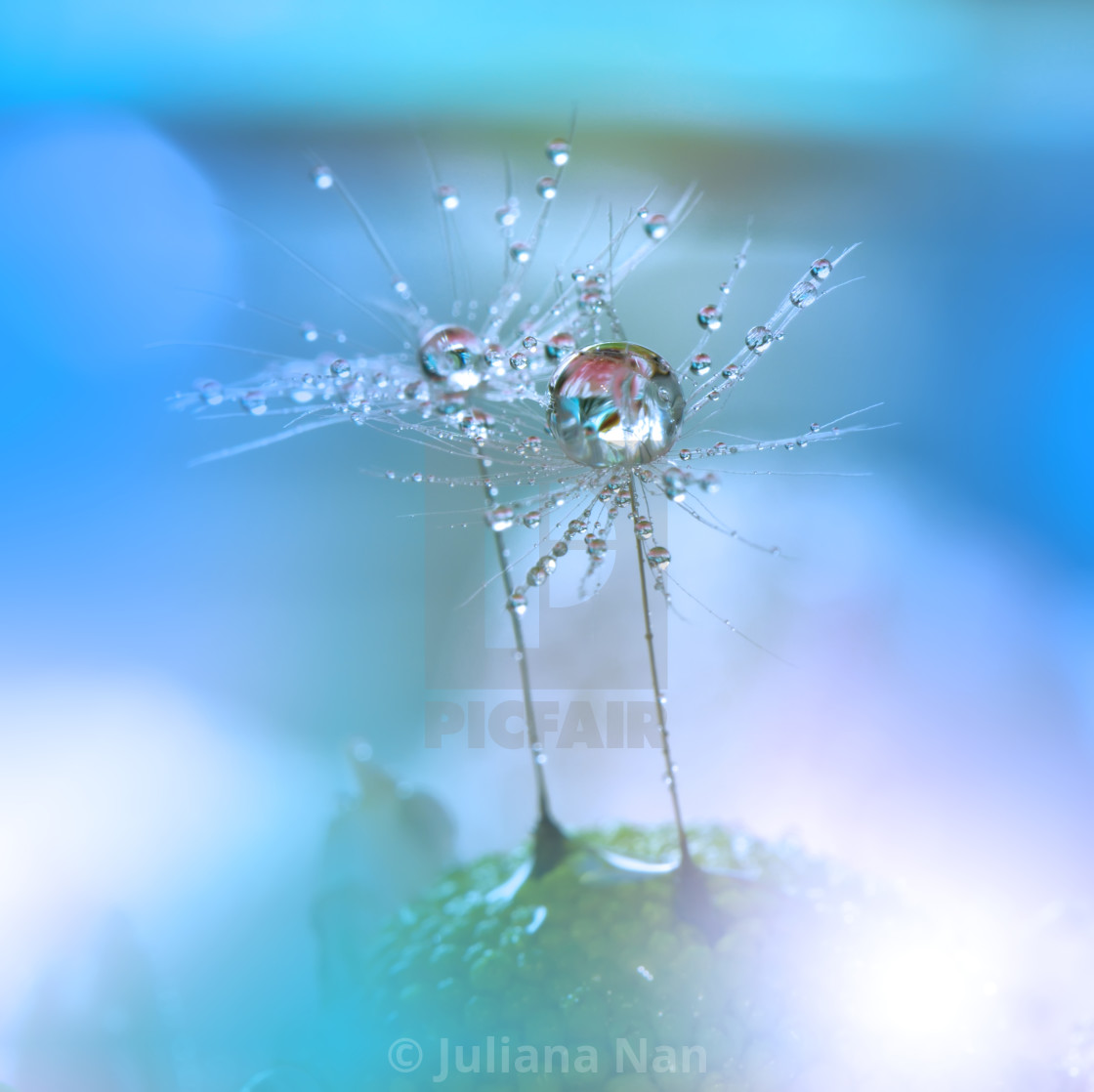 "Dandelion with Waterdrop on Blue Colorful Background..." stock image