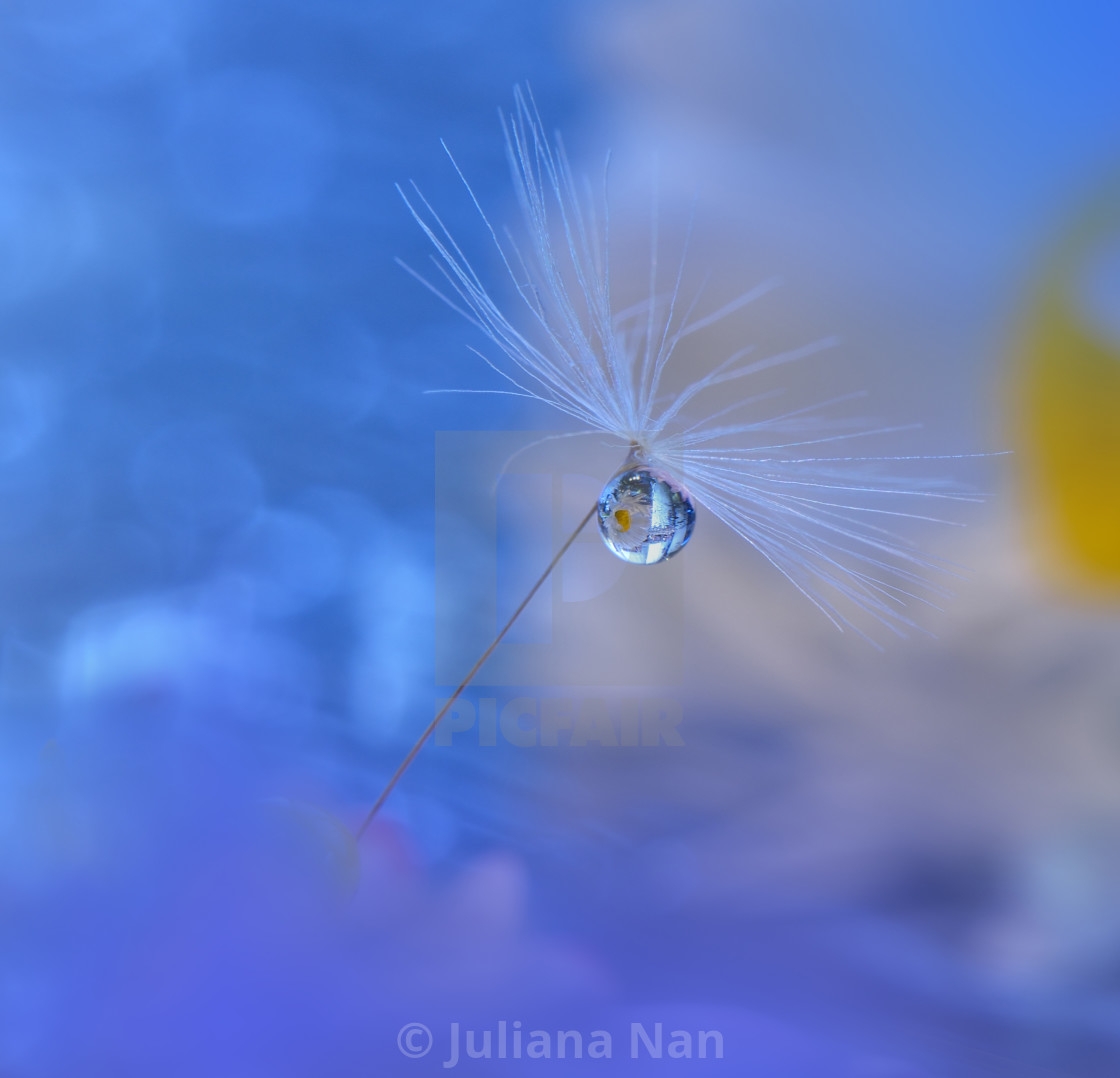 "Dandelion with Waterdrop on Blue Colorful Background..." stock image