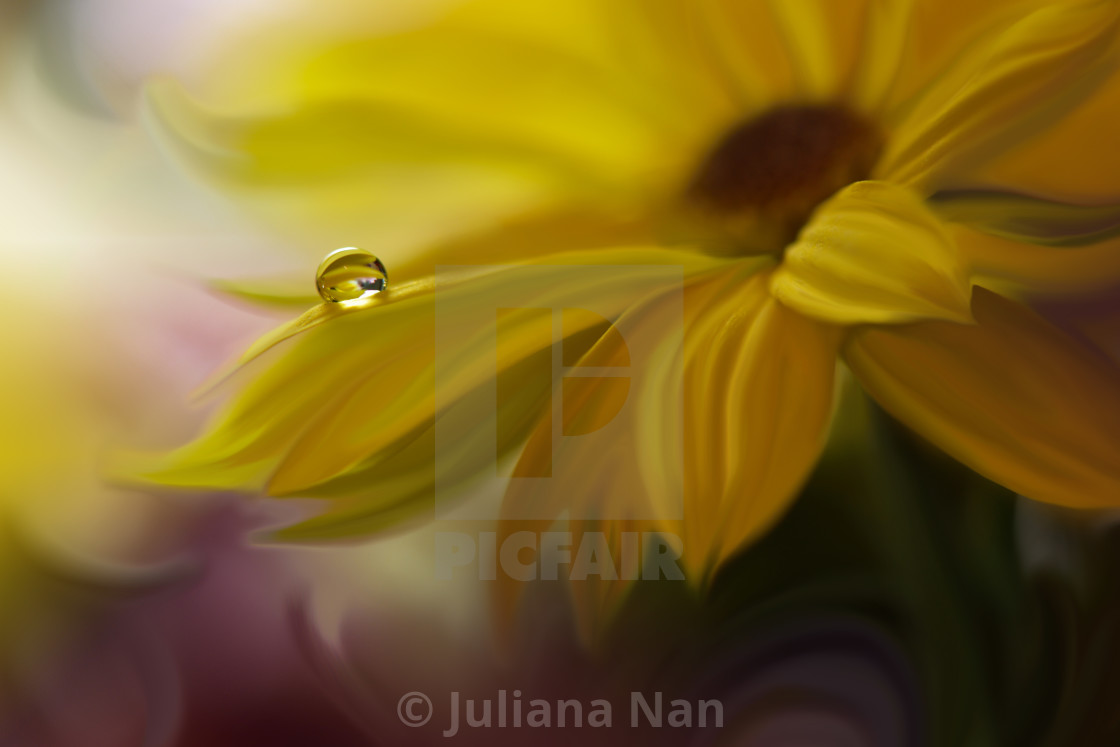 "Tranquil abstract closeup art photography.Pastel Flower." stock image