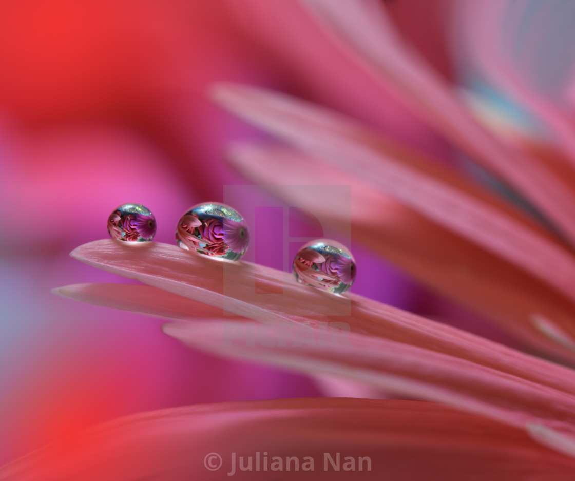 "Tranquil abstract closeup art photography.Pastel Flower." stock image