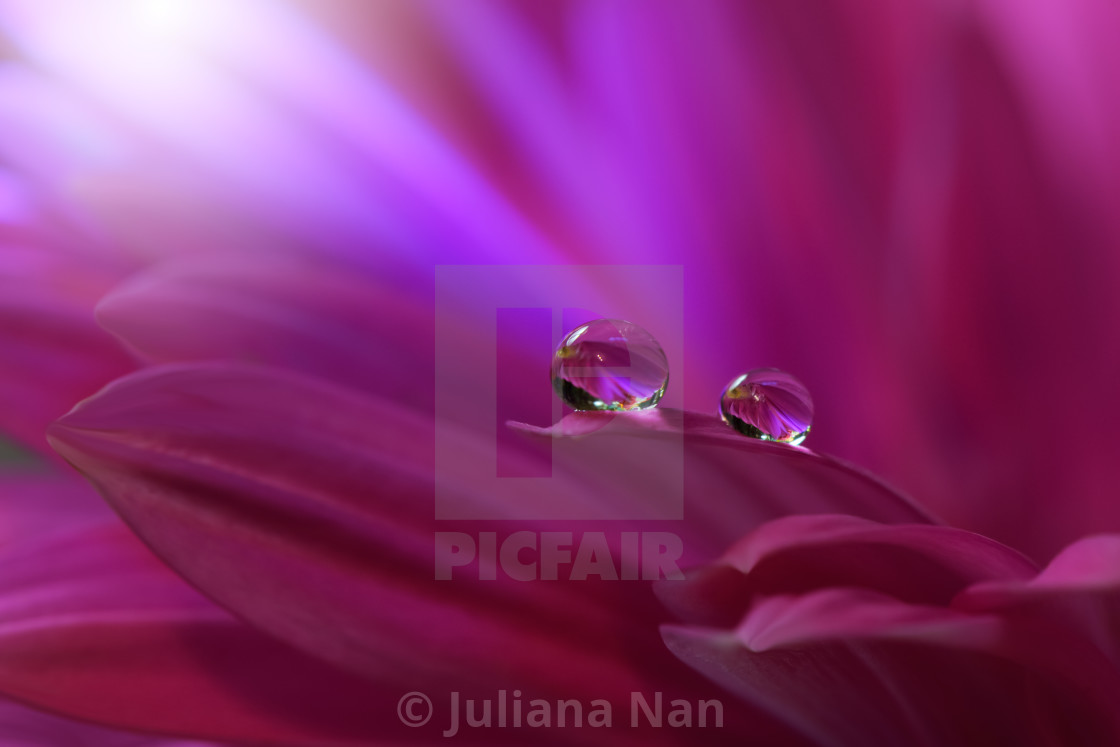 "Tranquil abstract closeup art photography.Pastel Flower." stock image