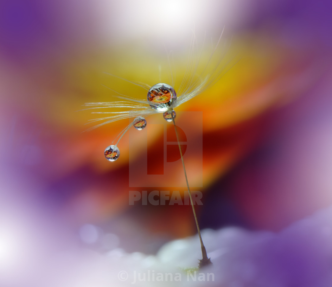 "Tranquil abstract closeup Dandelion Art photography.Pastel Flower." stock image