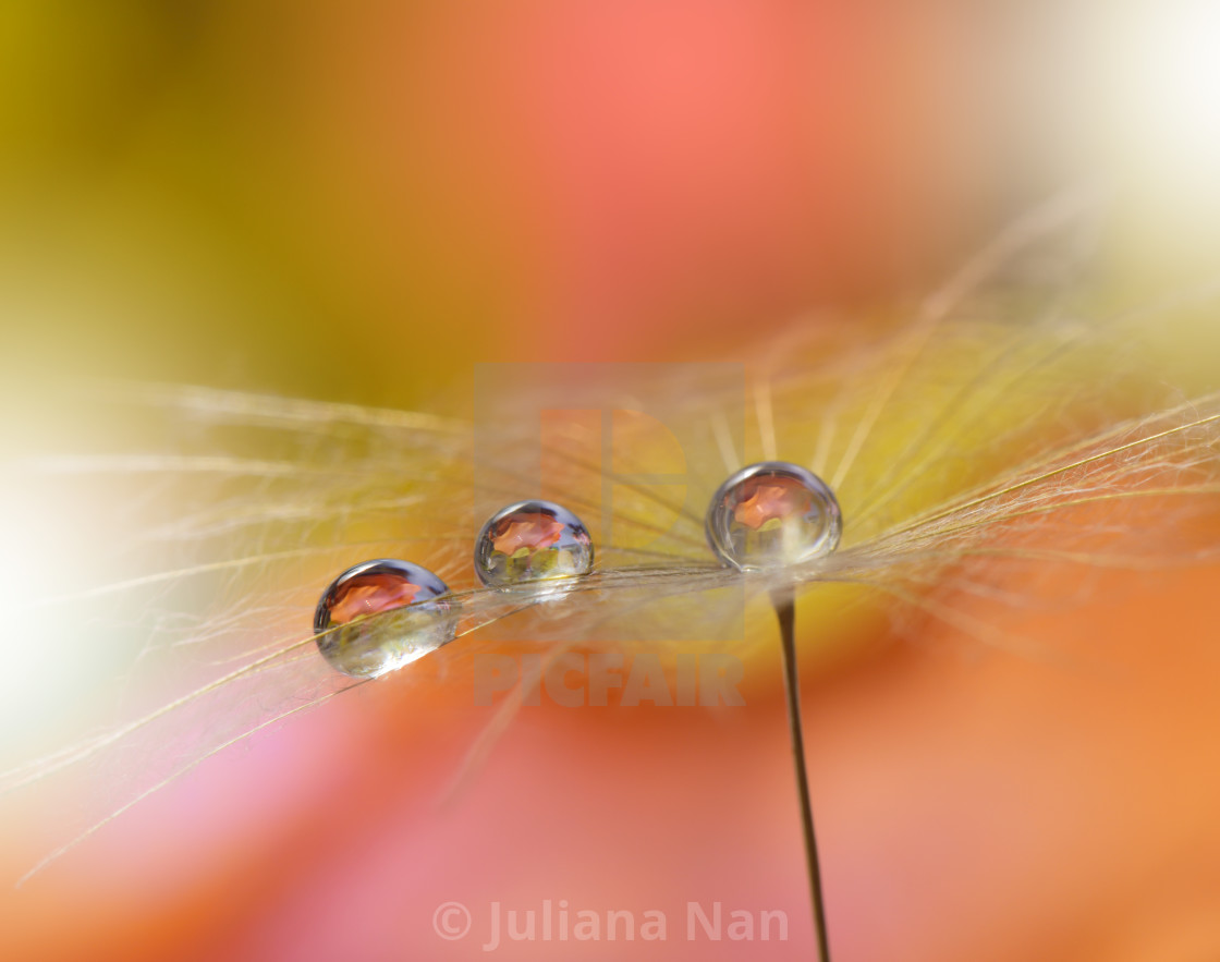 "Tranquil abstract closeup Dandelion Art photography.Pastel Flower." stock image