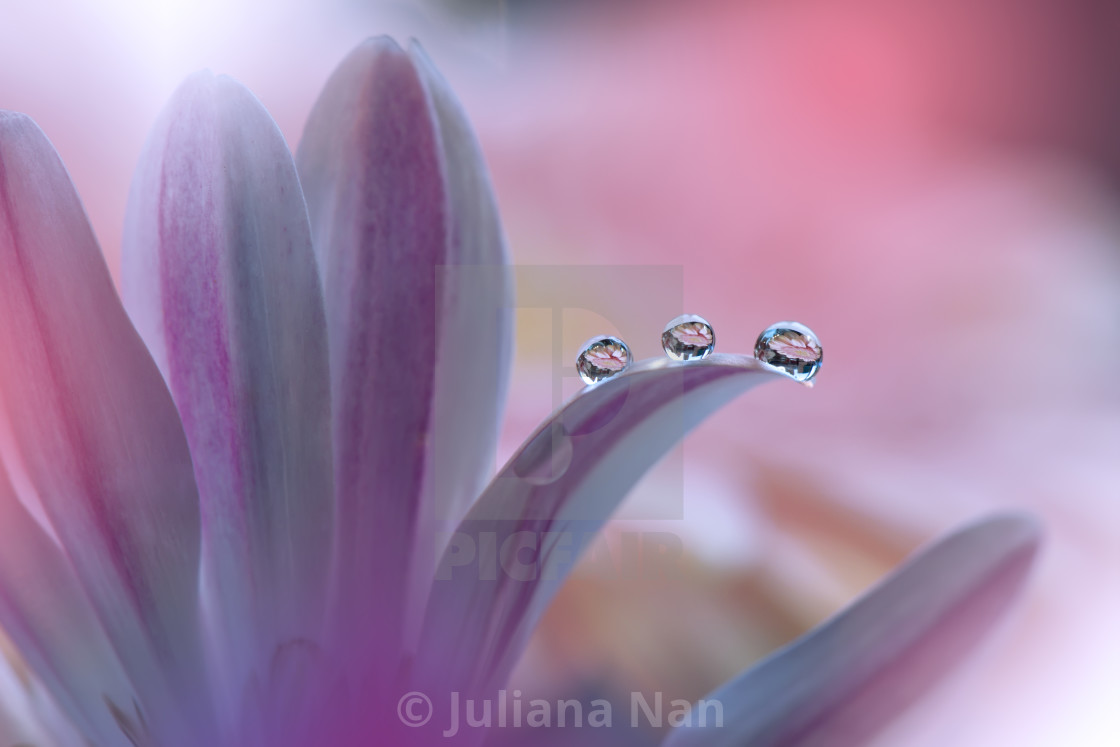 "Tranquil abstract closeup art photography.Pastel Flower.Floral fantasy design." stock image