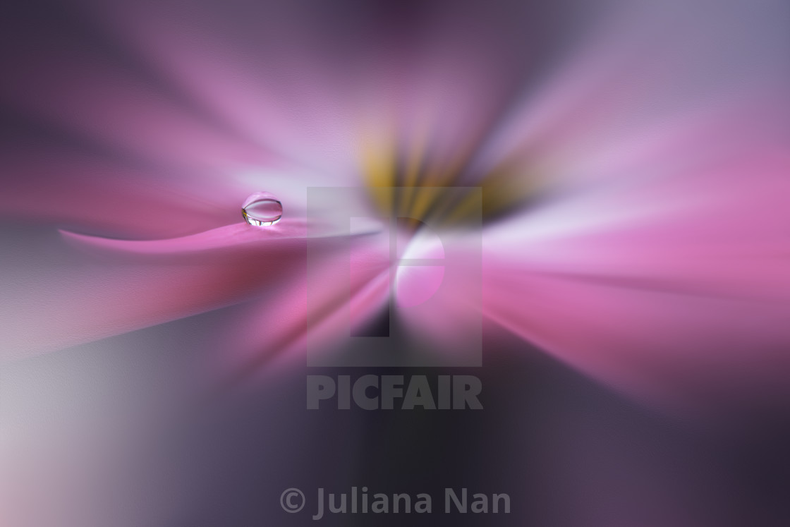 "Tranquil abstract closeup art photography.Pastel Flower.Floral fantasy design." stock image