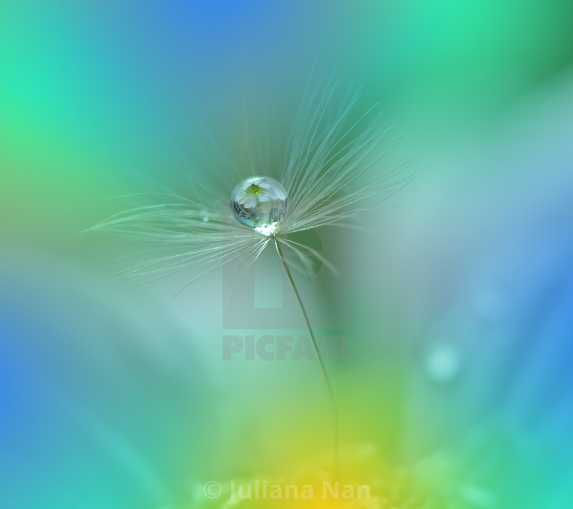 "Tranquil abstract closeup Dandelion Art photography.Pastel Flower.Floral fantasy design." stock image