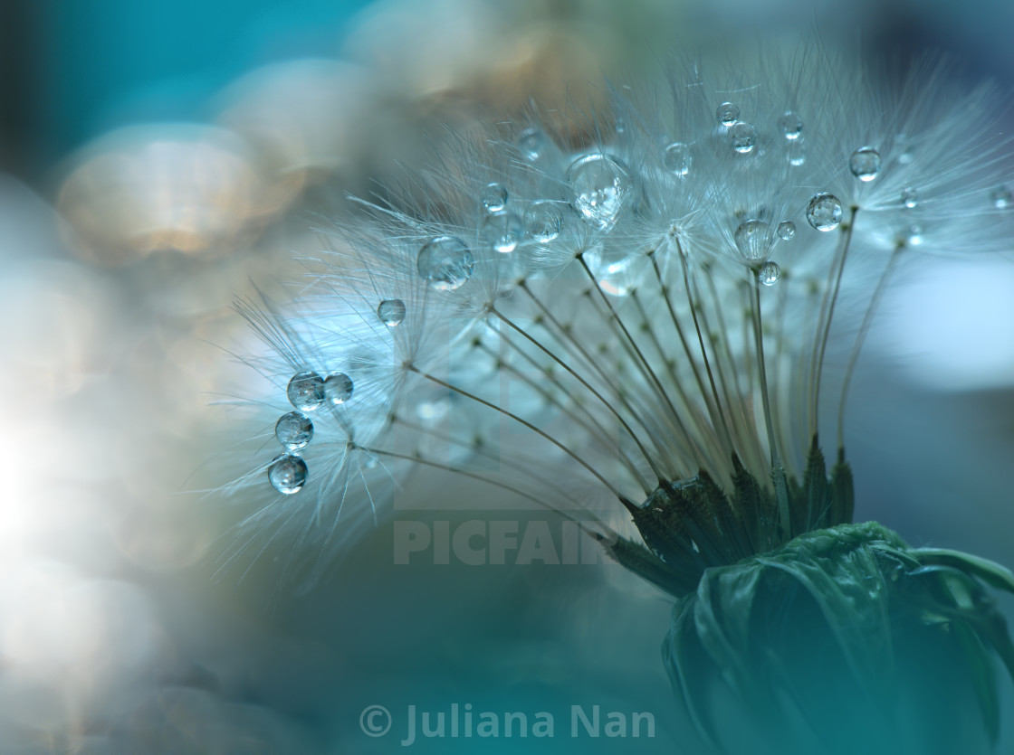 "Tranquil abstract closeup Dandelion Art photography.Pastel Flower.Floral fantasy design." stock image