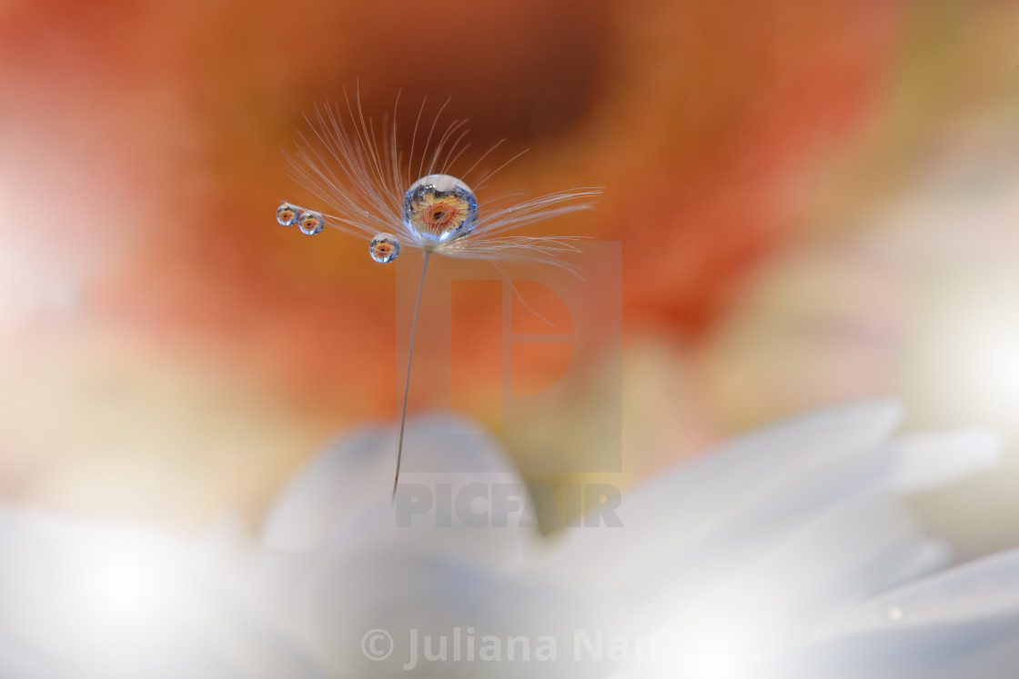 "Tranquil abstract closeup Dandelion Art photography.Pastel Flower.Floral fantasy design." stock image