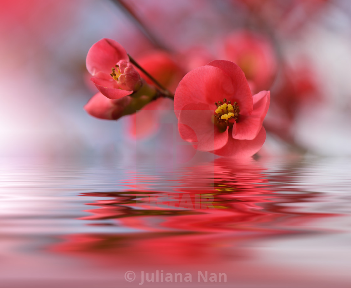 "Beautiful flowers reflected in the water, spa concept." stock image