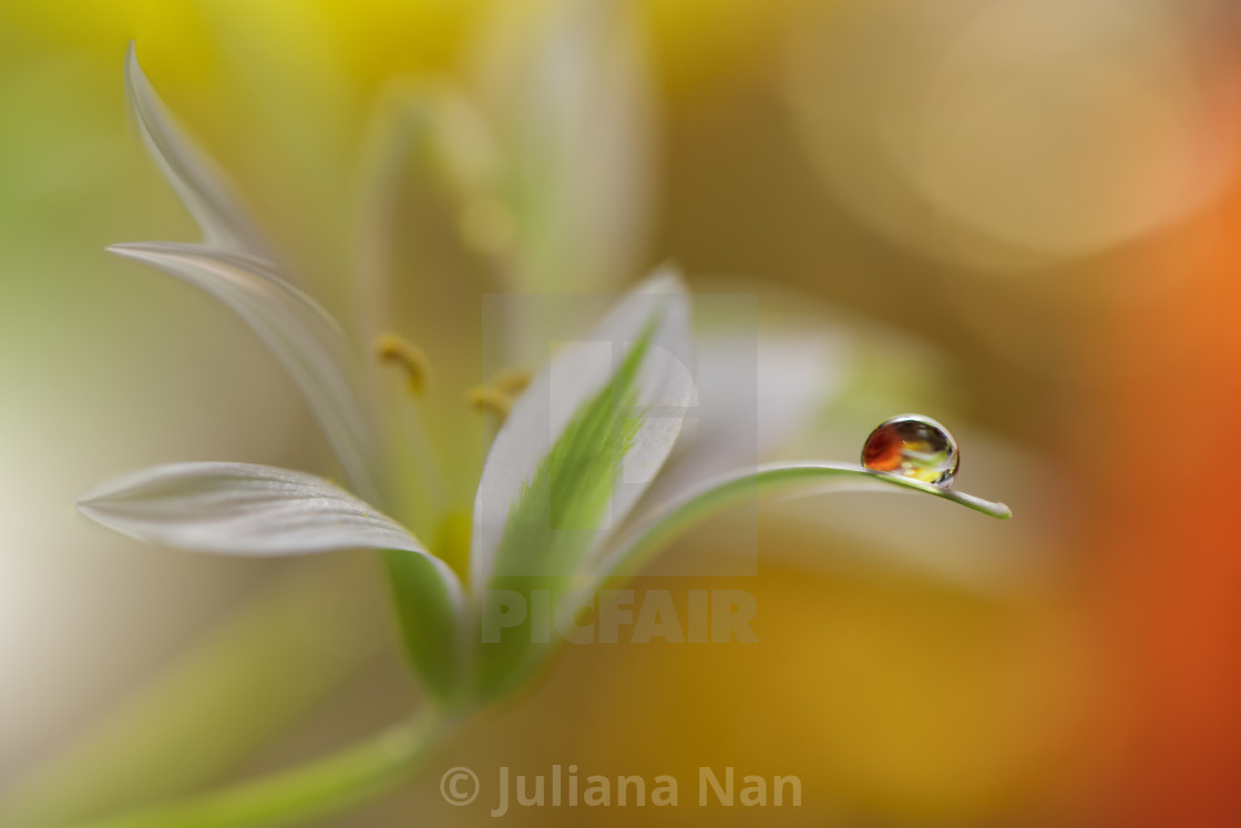"Reflection of the flower in the dew drop.Modern art.Close up." by Juliana Nan - $30.49 "Reflection of the flower in the dew drop.Modern art.Close up." stock image
