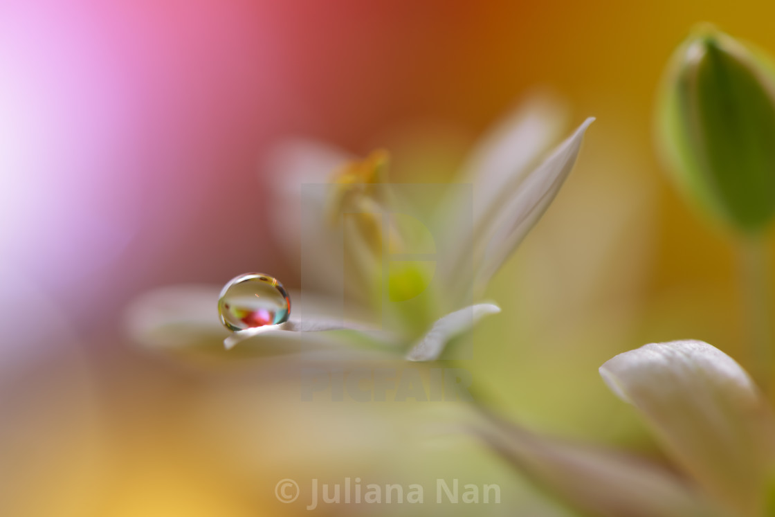 "Reflection of the flower in the dew drop.Modern art.Close up." stock image