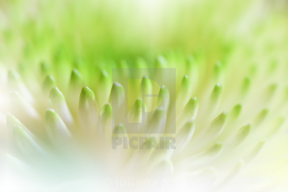 "Beautiful Green Nature Background.Abstract Chrysanthemum Flowers." stock image