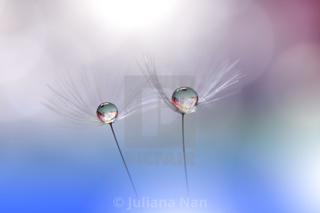 Beautiful Blue Nature Background Amazing Spring Dandelion