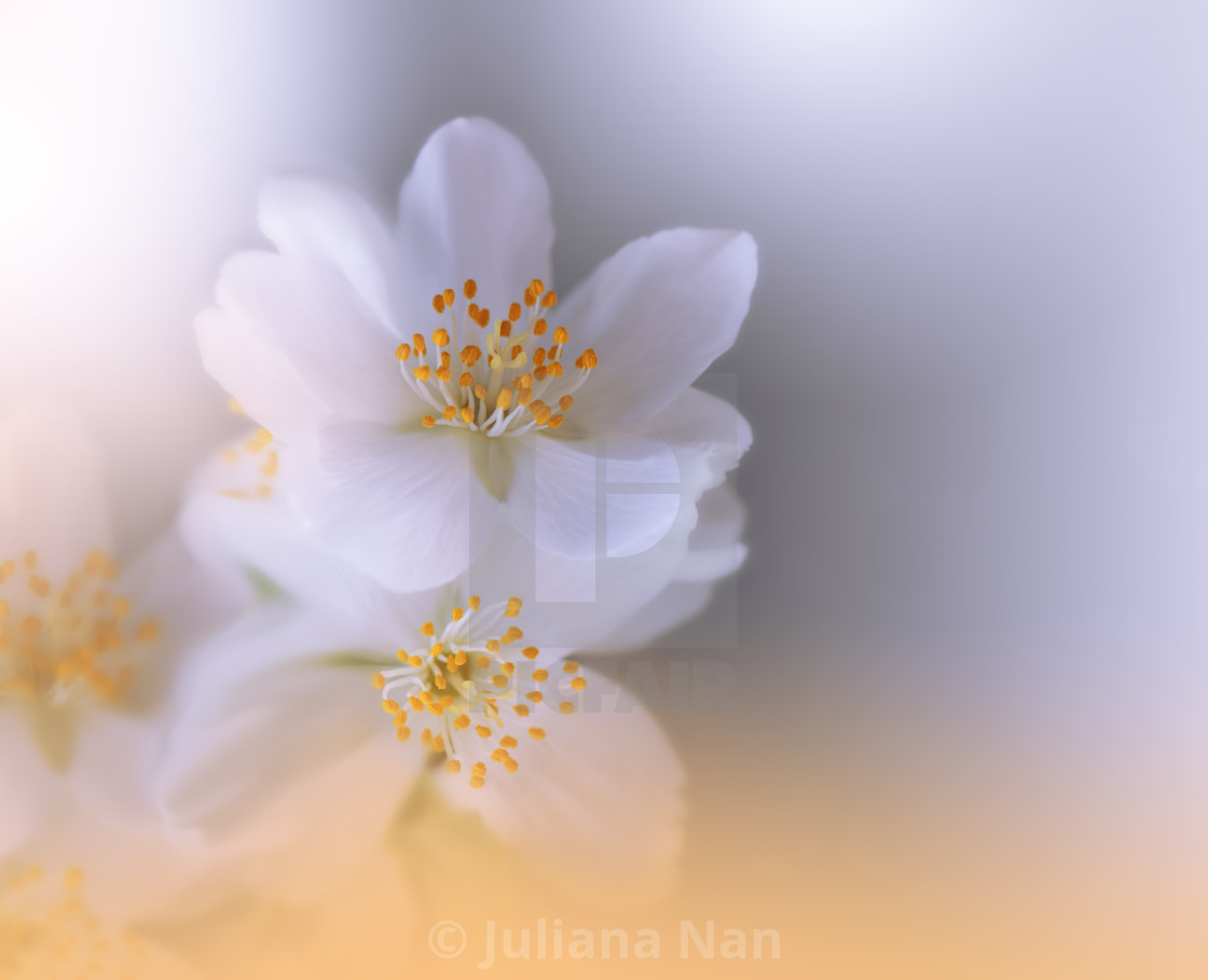 Beautiful Orange Nature  Artistic   Invitation. - License, download or print for £ | Photos | Picfair