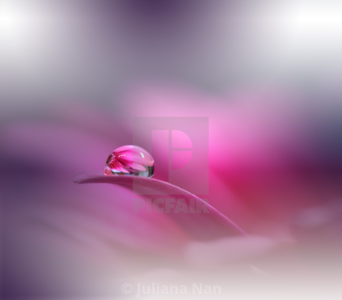 Beautiful Nature Background.Macro Shot of Amazing Spring Magic Flowers. Border Art Design. - License, download or print for £31.00 | Photos |  Picfair