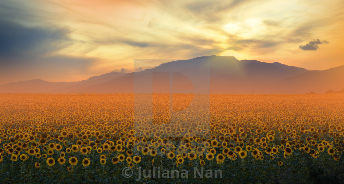 Orange Nature Background Field Of Blooming Sunflowers On A