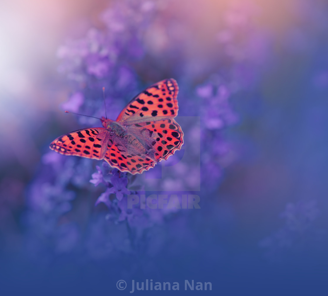 Beautiful Violet Nature Background Butterfly And Lavender Field Butterfly In Summer Floral Background License Download Or Print For 10 00 Photos Picfair