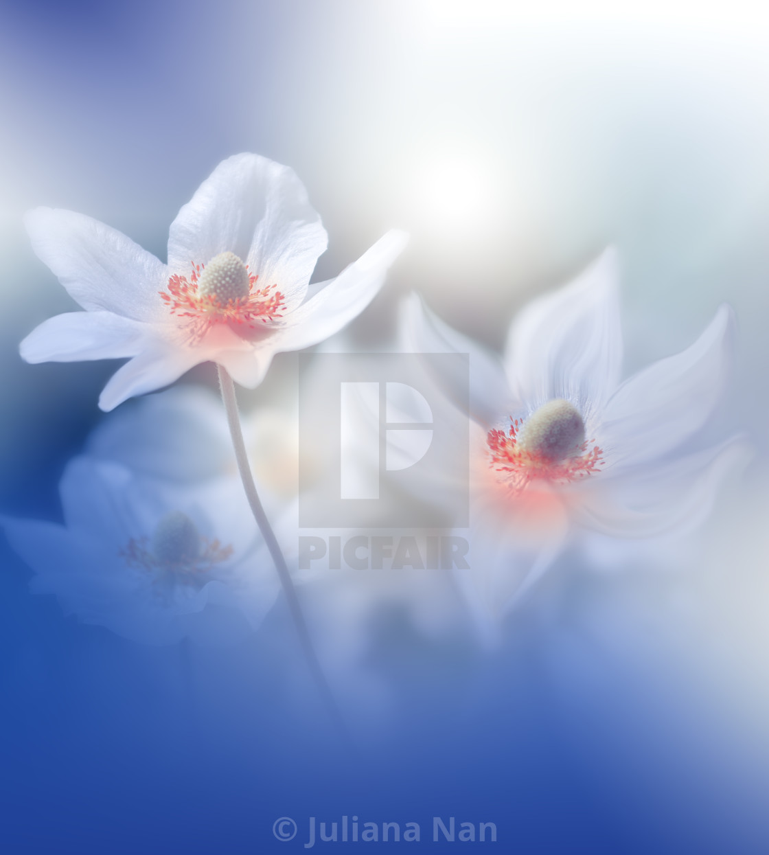 https www picfair com pics 09768490 beautiful nature background floral art design abstract macro photography classic blue color of the year