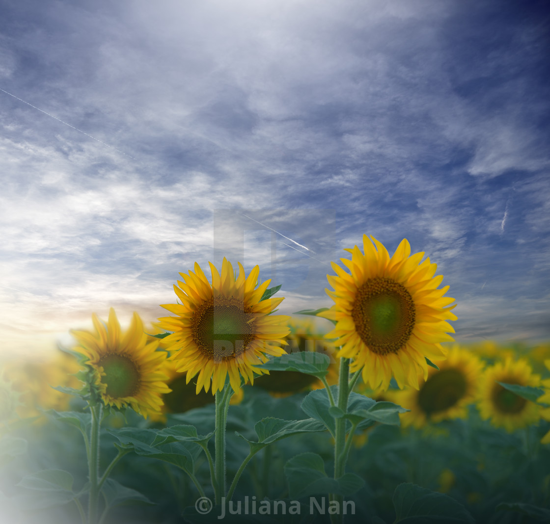 Field Of Blooming Sunflowers On A Background Sunset Blue Sky And