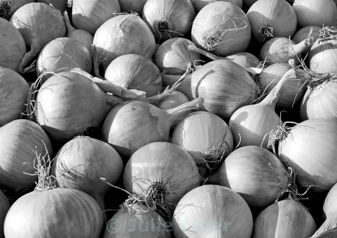 "Onions drying in the sun" stock image