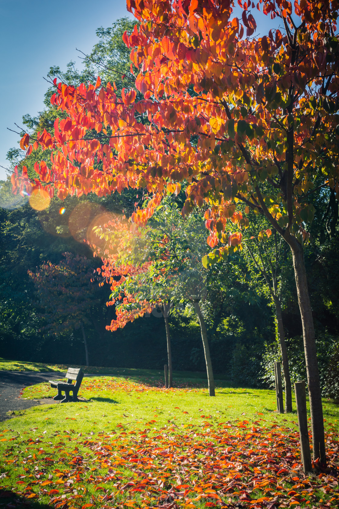 Beautiful, autumnal red Japanese maple tree canopy as beautiful background  - License, download or print for £ | Photos | Picfair