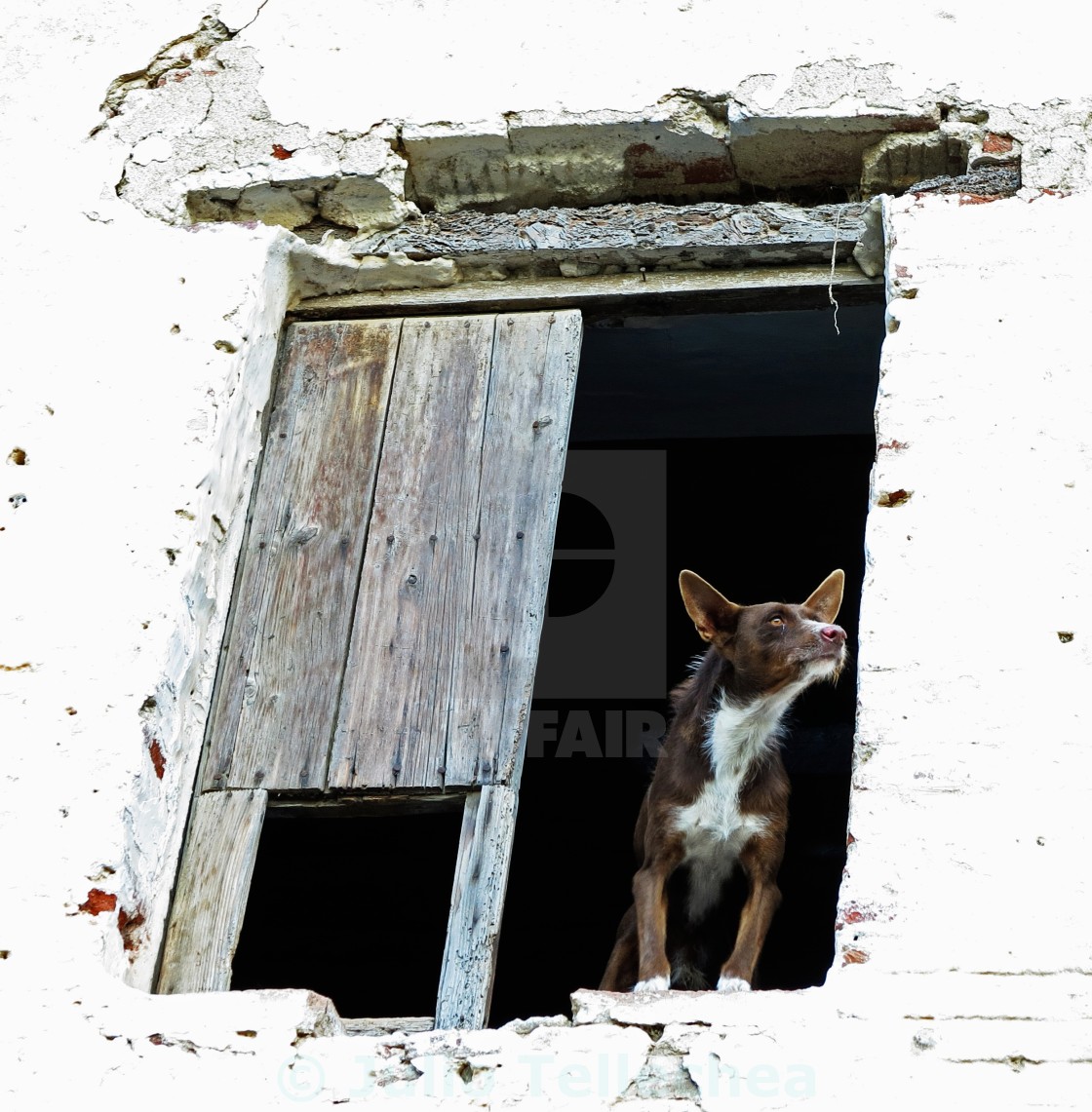 "careful with the dog, has feelings" stock image