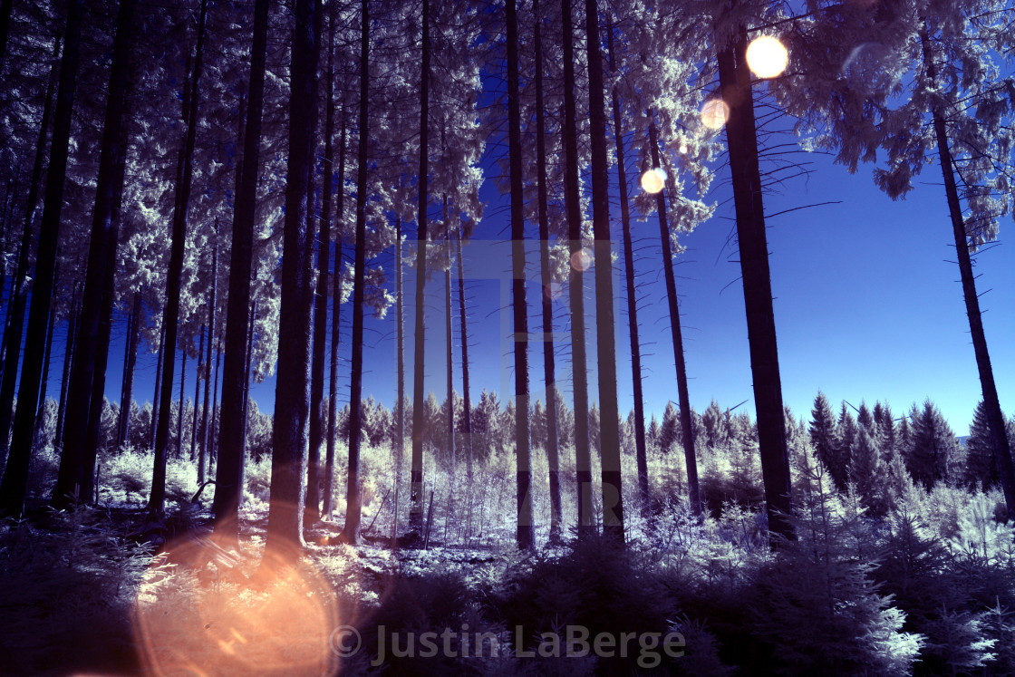 "Infrared forest with sunflair" by Justin LaBerge - $15.37 "Infrared forest with sunflair" stock image