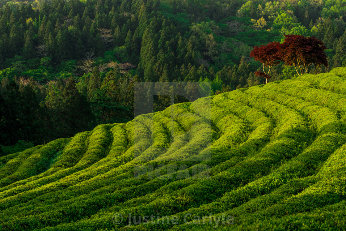 "Red Maple, Green Tea" stock image