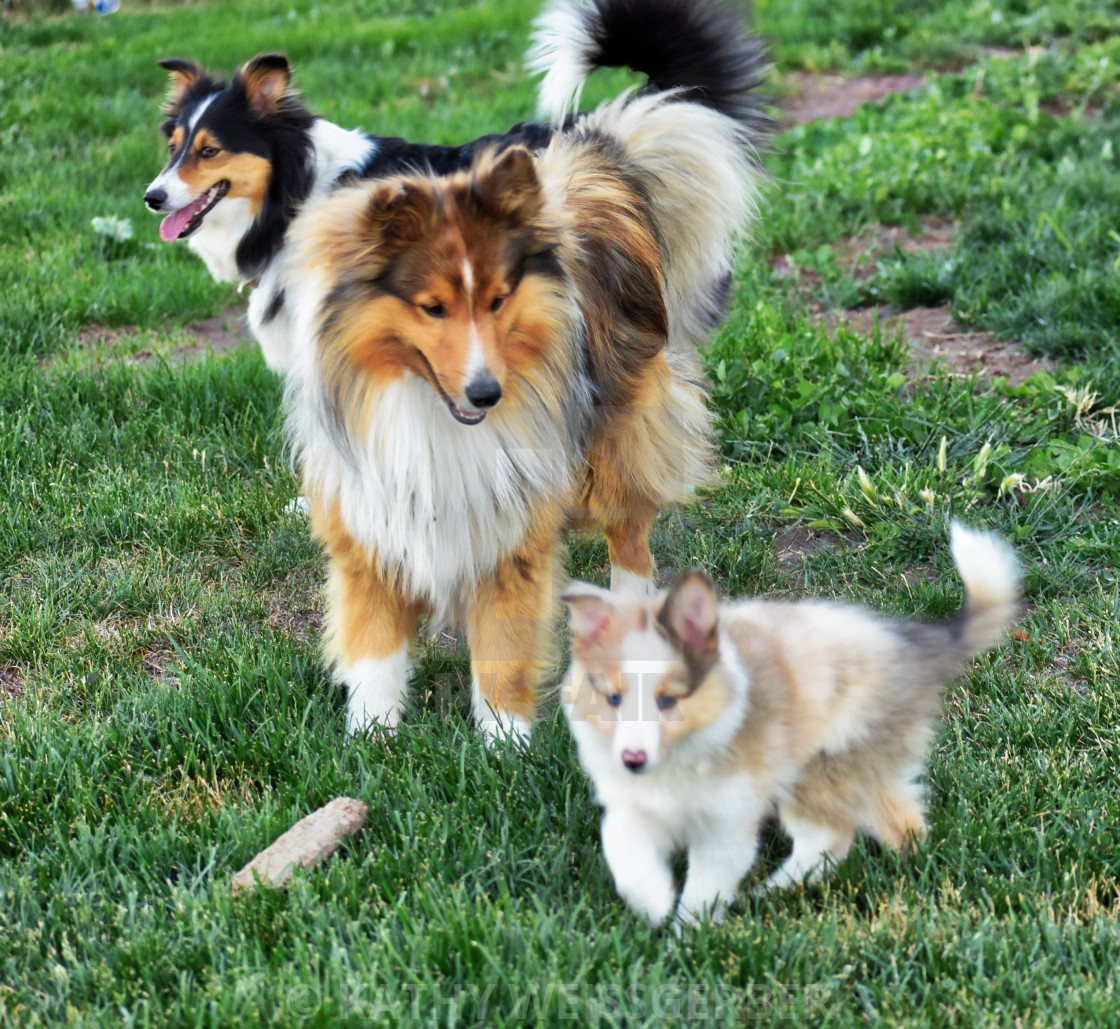 sheltie family