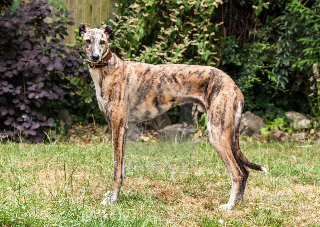 Red Lurcher Red Brindle Lurcher Brindle Lurcher Dog Puppy Lying