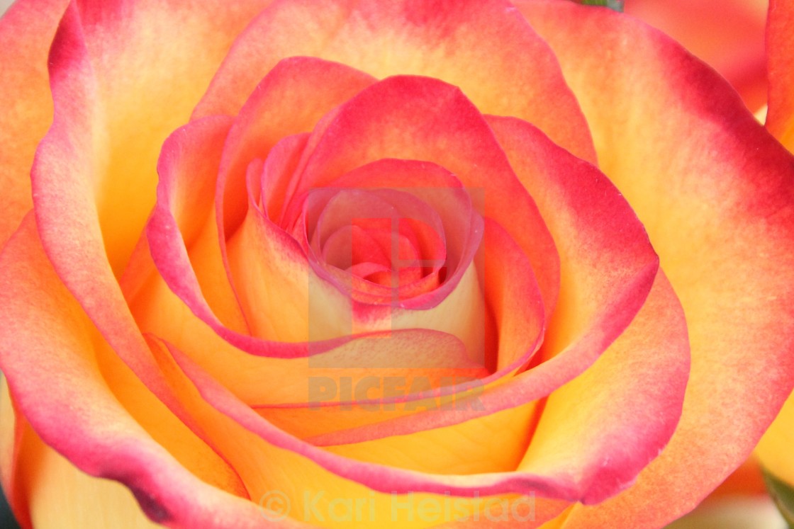 A Yellow Rose Tinged With Red License Download Or Print For 12 40 Photos Picfair