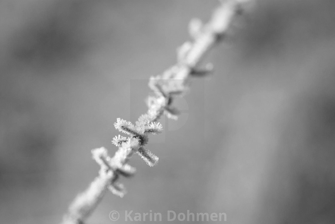 Frozen Barbed Wire License Download Or Print For 17 36 Photos Picfair Animated background (canvas/backdrop) or overlay (with transfer/blend… https www picfair com pics 04741656 frozen barbed wire
