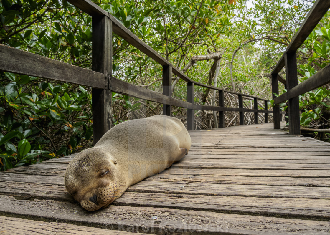 Sea Lion Zalophus Wollebaeki Mangrove Forest On A Trail To Concha De Perla License Download Or Print For 49 00 Photos Picfair
