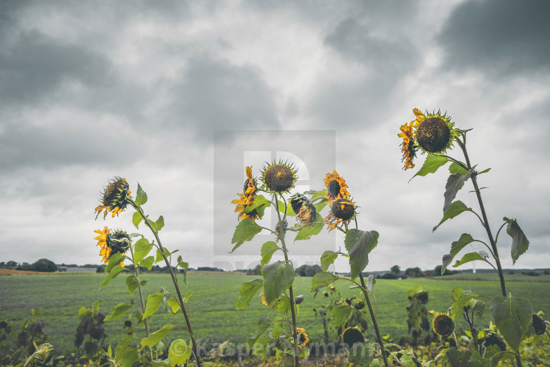 Подсолнух тянется к солнцу а банный лист нет картинки