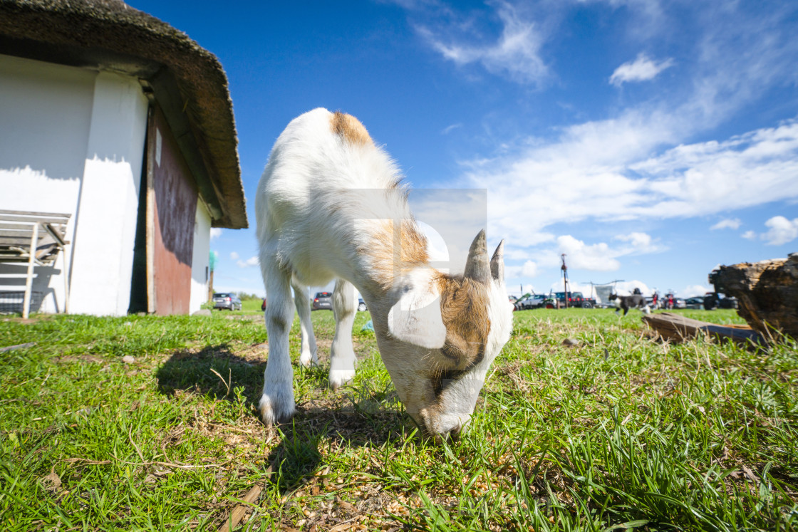 Goat Eating Grass At A Farm In The Summer License Download Or Print For 2 48 Photos Picfair
