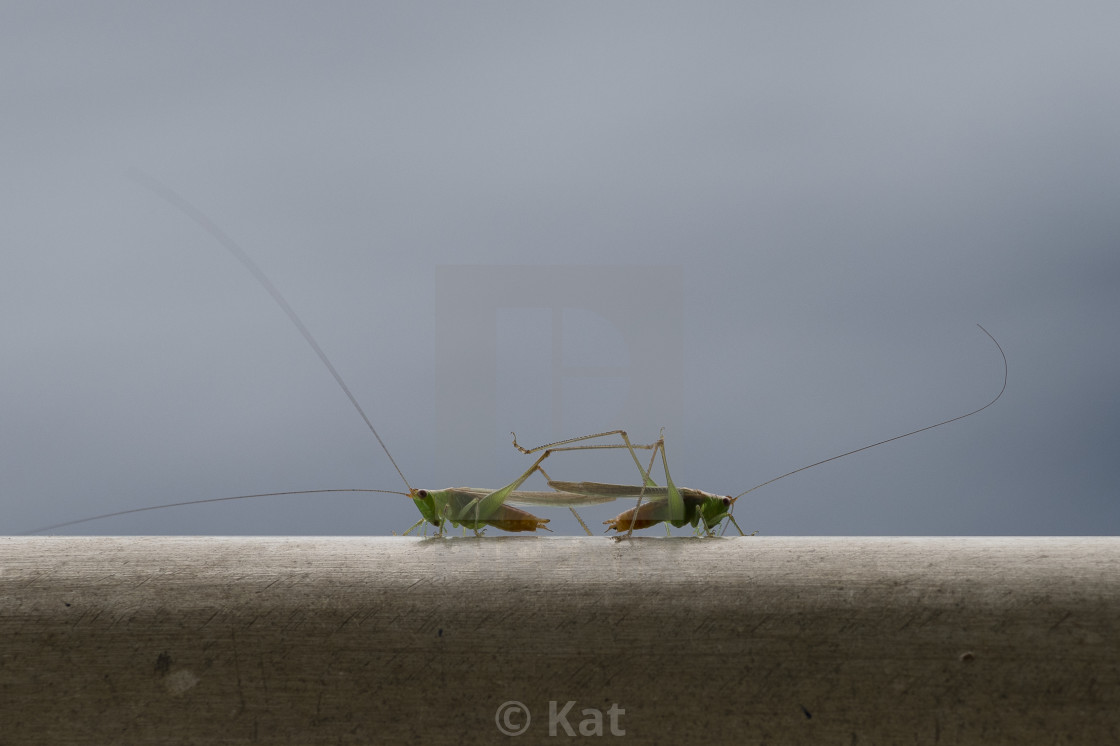 "Grasshoppers, mating" by Kat - $23.96 "Grasshoppers, mating" stock image
