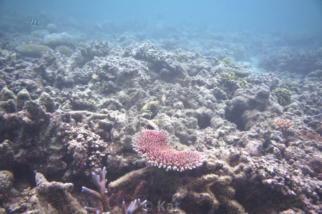 "red coral, Fiji" by Kat - $23.96 "red coral, Fiji" stock image