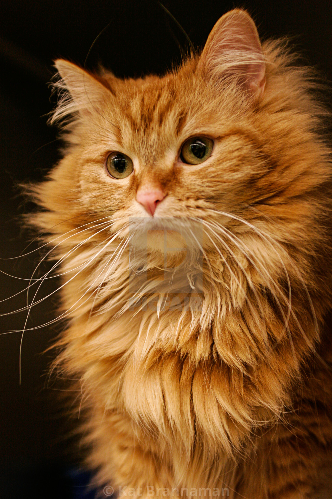 Red Orange Fluffy Cat License Download Or Print For 11 76