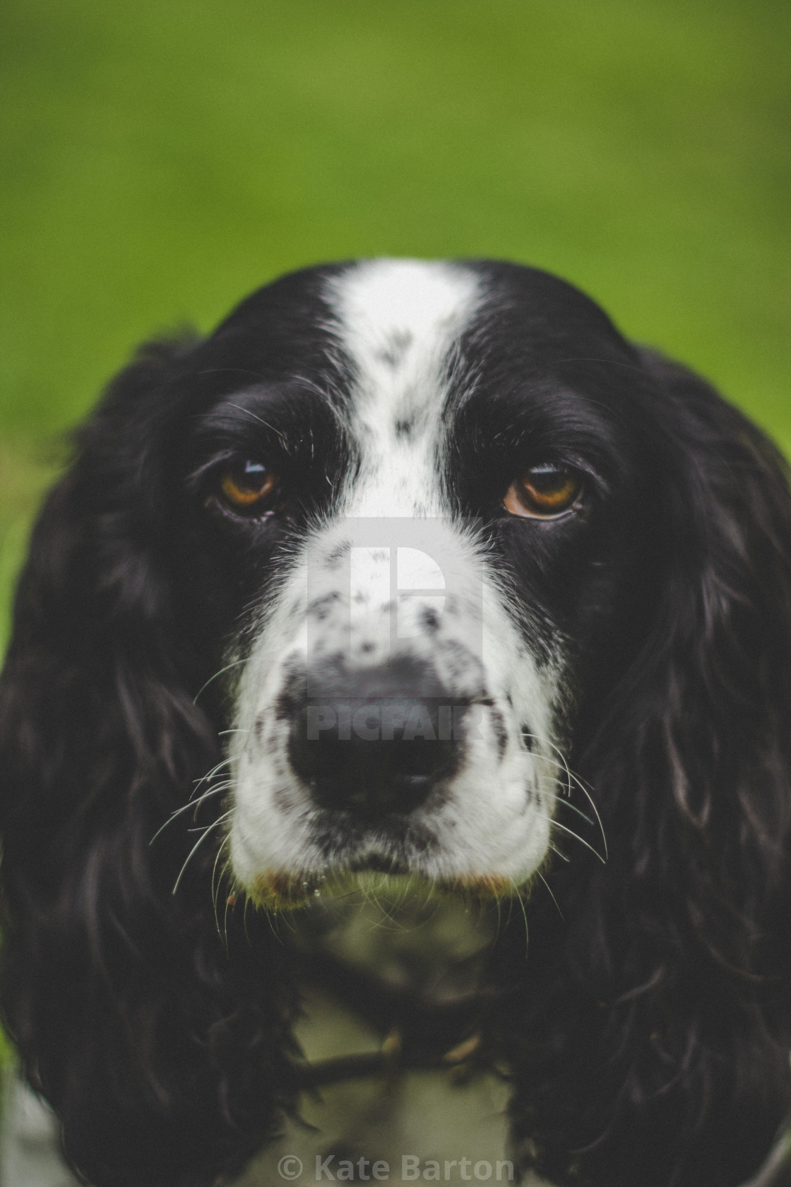 Black And White Cocker Spaniel License Download Or Print For 6 20 Photos Picfair
