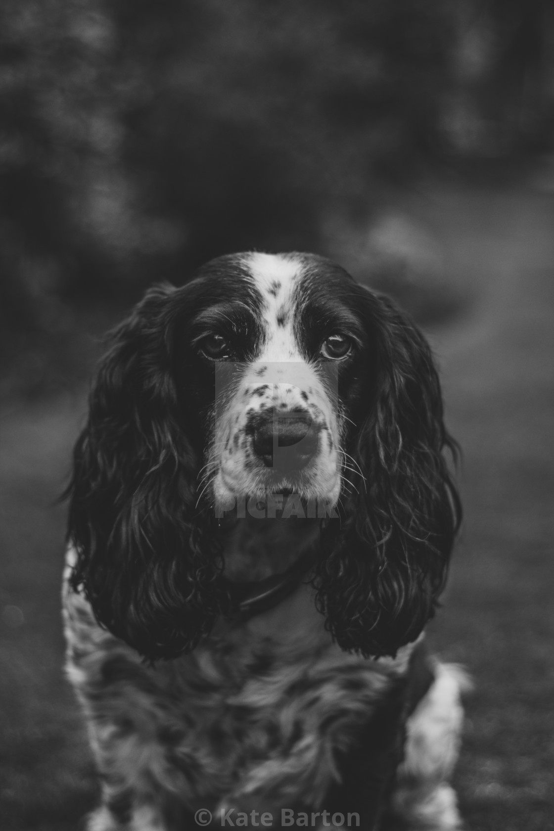 black and white sprocker