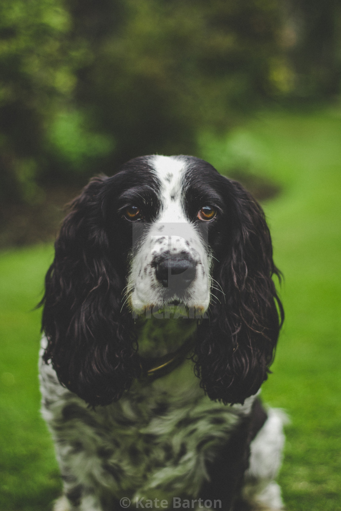 black and white cocker spaniel