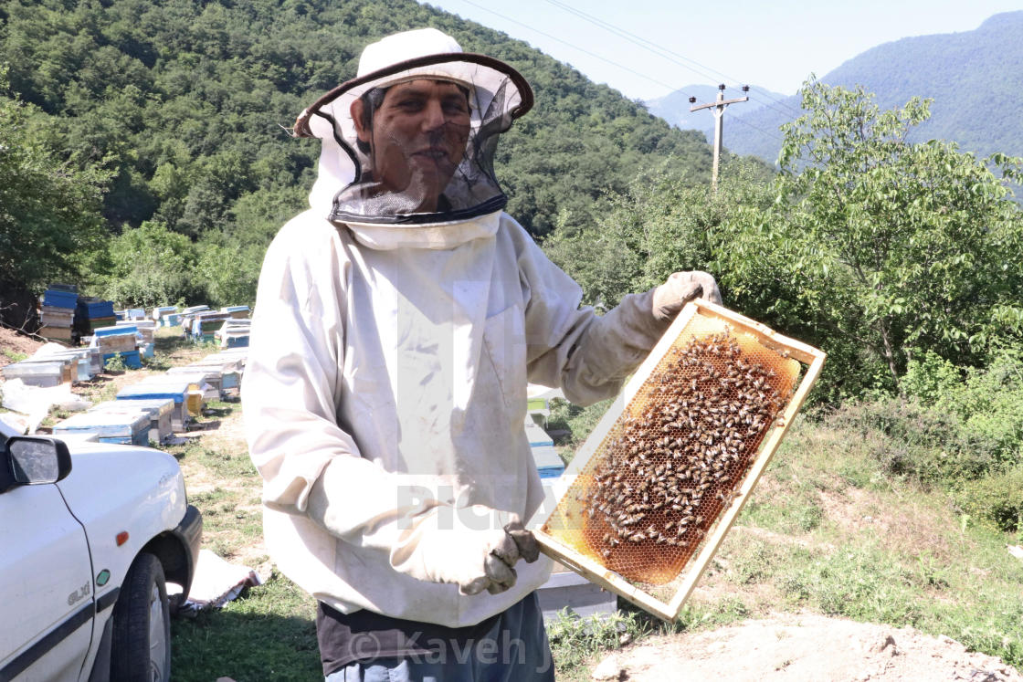 "Beekeeper shows the honeycomb" by Kaveh Jamali - £1.24 "Beekeeper shows the honeycomb" stock image