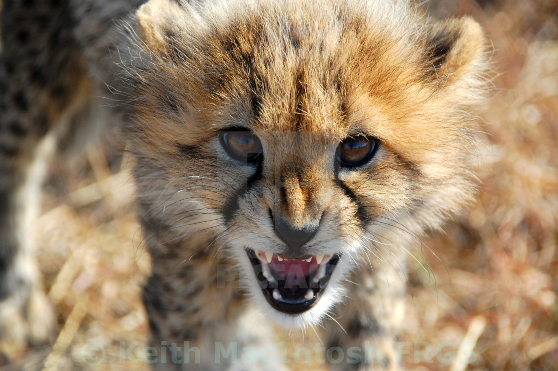 "Ferocity" stock image