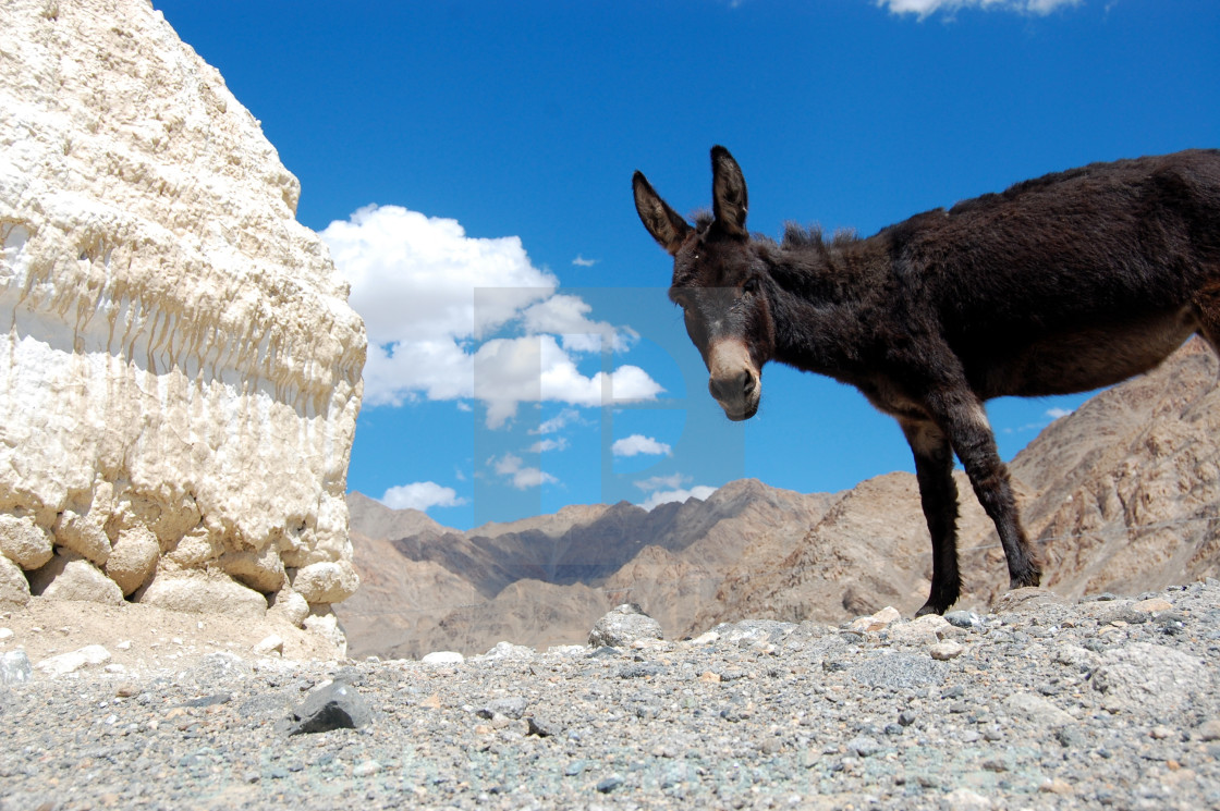 "Curious Donkey" stock image