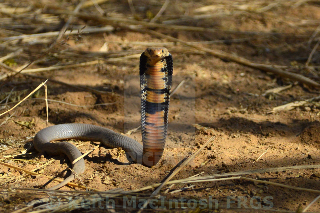 "An Angry Cobra" stock image