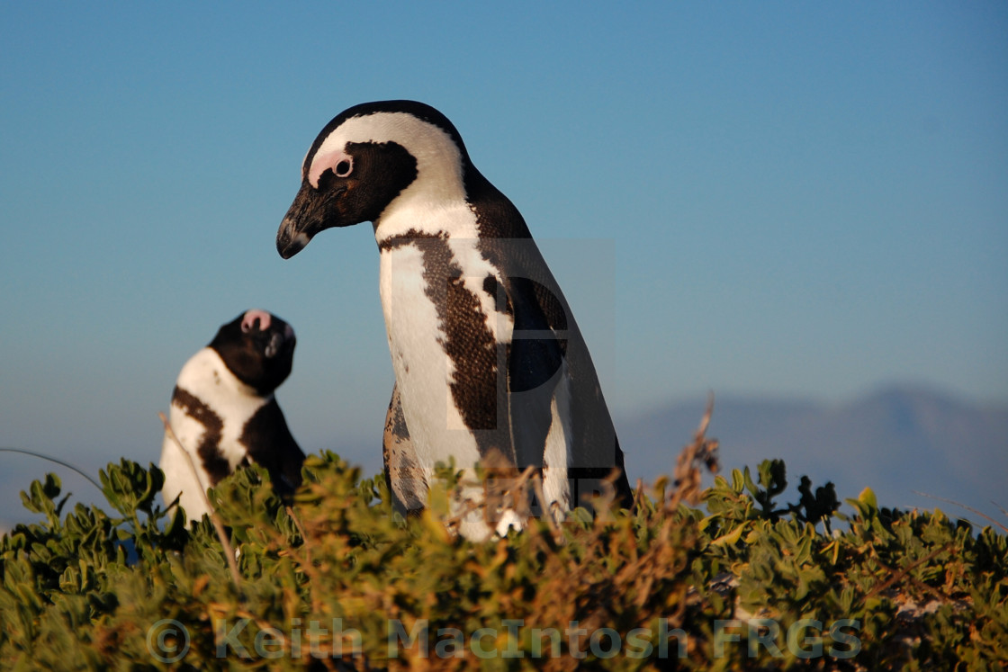 "African Penguins" stock image