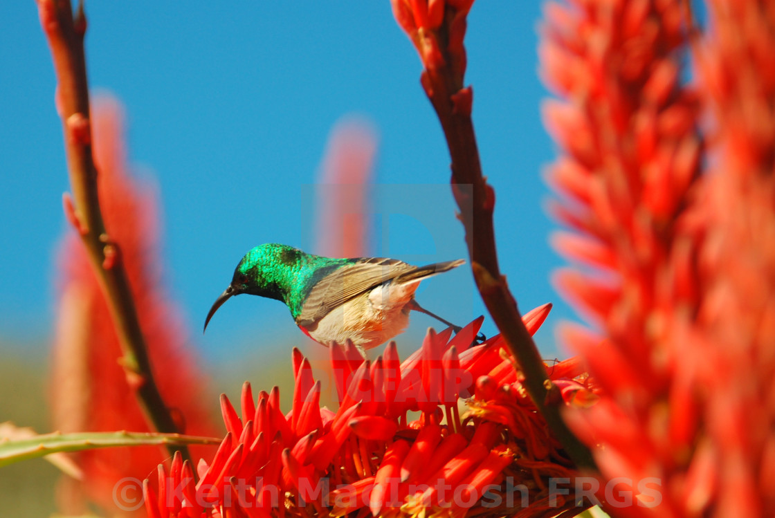 "Sunbird at the Cape" stock image