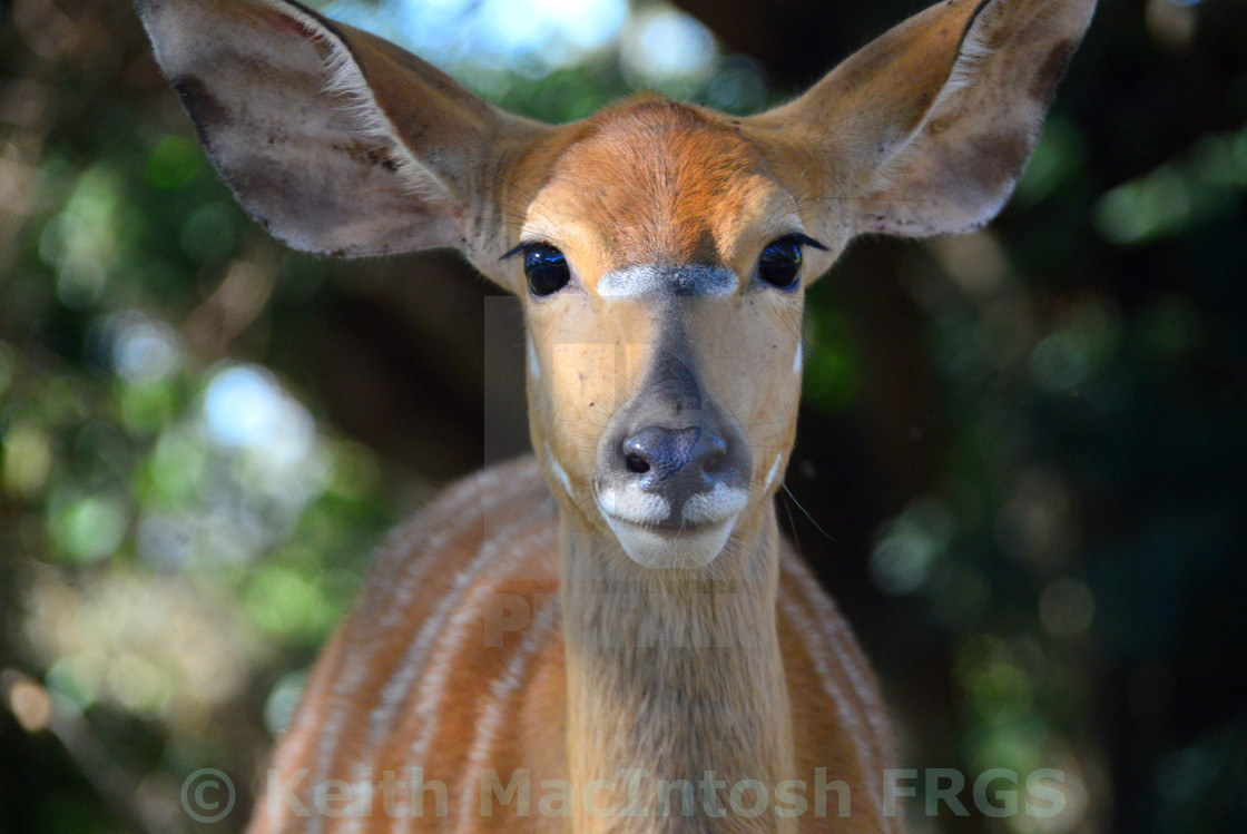 "Nyala" stock image